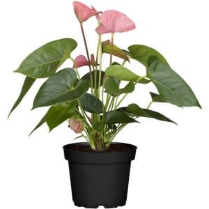 Anthurie Rosa Topf-Ø ca. 17 cm Anthurium andreanum