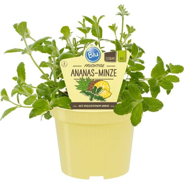 Blu Bio-Ananas-Minze Bowles Topf-Ø ca. 12 cm Mentha