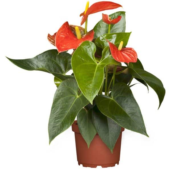 Anthurie Orange Topf-Ø ca. 14 cm Anthurium andreanum