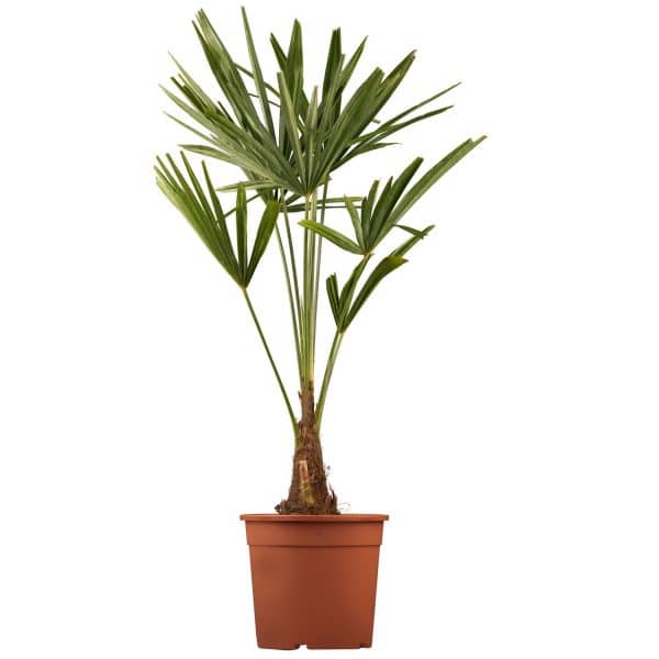 Hanfpalme Grün Topf-Ø ca. 28 cm Trachycarpus