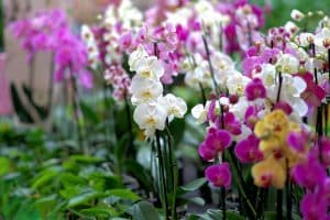 Orchideen Beitrag