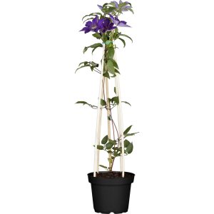 Waldrebe Rhapsody Violett Höhe ca. 40-50 cm Topf-Ø ca. 17 cm Clematis Hybride