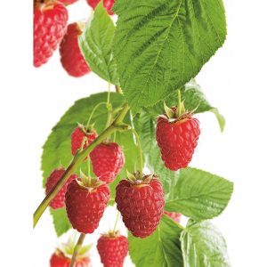 GROW by OBI Himbeere Aroma Queen Topf ca. 2 l Rubus