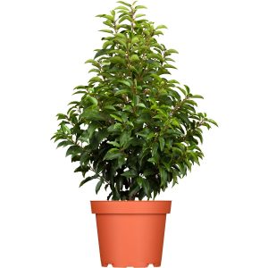 GROW by OBI Portugiesischer Kirschlorbeer Höhe ca. 80-100cm Topf ca.7