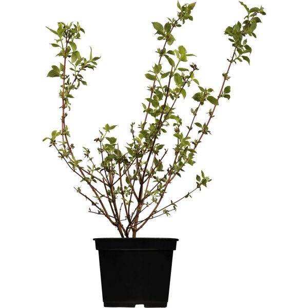 OBI Gartenjasmin Schneesturm Weiß Höhe ca.50-60 cm Topf ca. 3