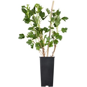 GROW by OBI Stachelbeere Captivator Rot Höhe ca. 20 - 30 cm Topf ca. 2 l Ribes