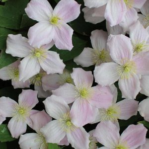 Waldrebe Mayleen Rosa Höhe ca. 40 - 60 cm Topf-Ø ca. 17 cm Clematis montana