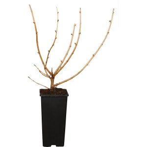 GROW by OBI Jostabeere Schwarz Höhe ca. 20 - 30 cm Topf ca. 2 l Ribes