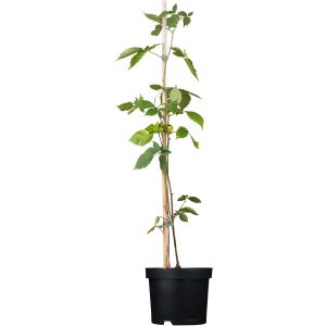 GROW by OBI Brombeere Chester Thornless Schwarz Höhe 20-30cm Topf ca.2 l Rubus