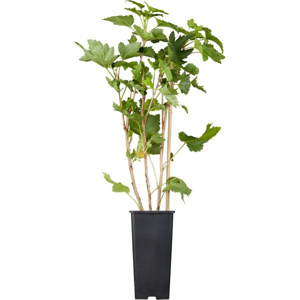 GROW by OBI Johannisbeere Weiße Versailler Weiß Höhe 20-30cm Topf ca.2 l Ribes