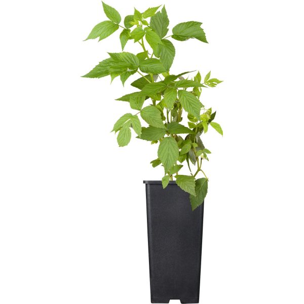 GROW by OBI Himbeere Heritage Rot Höhe ca. 20 - 30 cm Topf ca. 2 l Rubus