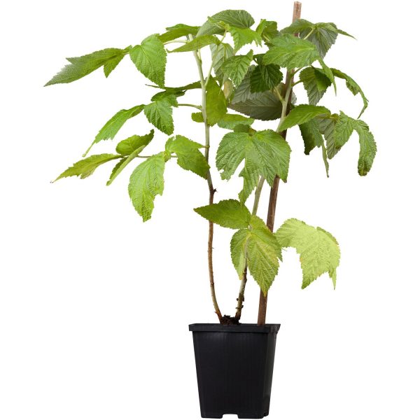 GROW by OBI Himbeere Fallgold Goldgelb Höhe ca. 20 - 30 cm Topf ca. 2 l Rubus