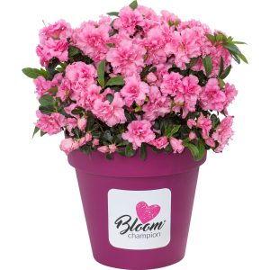 Japanische Azalee Bloom Champion® Höhe ca. 25 - 20 cm Topf ca. 3 l Rhododendro