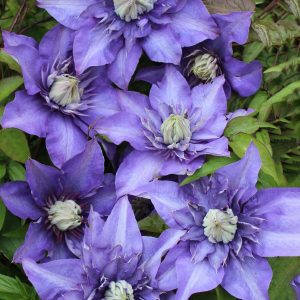 Waldrebe Multi Blue Blau Höhe ca. 40-60 cm Topf-Ø ca. 17 cm Clematis Hybride