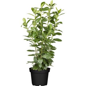 GROW by OBI Kirschlorbeer Novita Höhe ca. 100 cm Topf ca. 10 l Prunus