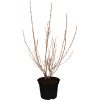OBI Buntblättrige Zwerg-Weigelie Nana Variegata Höhe 50 - 60 cm Topf ca. 3