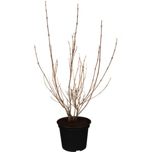 OBI Buntblättrige Zwerg-Weigelie Nana Variegata Höhe 50 - 60 cm Topf ca. 3