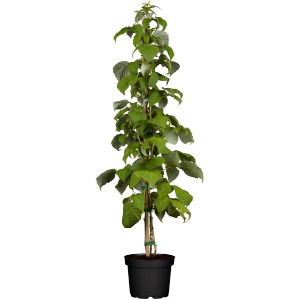 GROW by OBI Himbeere Schönemann Rot Höhe ca. 20 - 30 cm Topf ca. 2 l Rubus