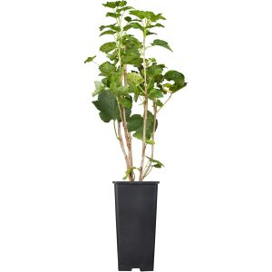 GROW by OBI Johannisbeere Jonkheer van Tets Rot Höhe 20-30cm Topf ca.2 l Ribes