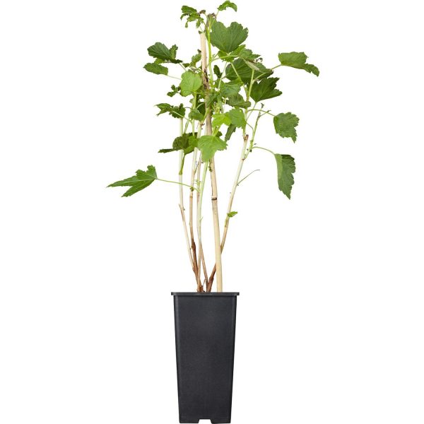 GROW by OBI Johannisbeere Titania Schwarz Höhe ca. 20-30cm Topf ca. 2 l Ribes