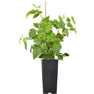GROW by OBI Himbeere Malling Promise Rot Höhe ca. 20-30cm Topf ca. 2 l Rubus
