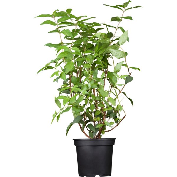 GROW by OBI Gefüllter Sternchenstrauch Plena Weiß ca. 60 - 80 cm Topf ca. 5 l