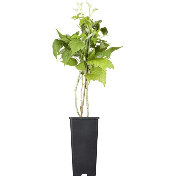 GROW by OBI Bio Himbeere TwoTimer® -Sugana® Rot Höhe ca. 20-30 cm Topf ca. 2 l