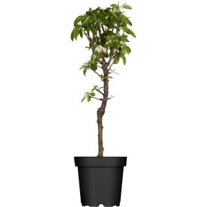 GROW by OBI Zwergbirne Höhe ca. 40 - 60 cm Topf ca. 5 l Pyrus communis