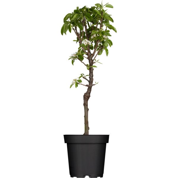 GROW by OBI Zwergbirne Höhe ca. 40 - 60 cm Topf ca. 5 l Pyrus communis