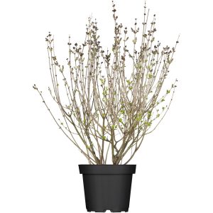 OBI Meyers Flieder Palibin Lila Höhe ca. 40 - 50 cm Topf ca. 3 l Syringa