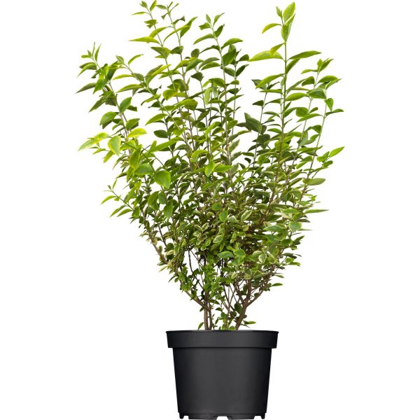 OBI Gold-Liguster Aureum Weiß Höhe ca. 40 - 60 cm Topf ca. 5 l Ligustrum