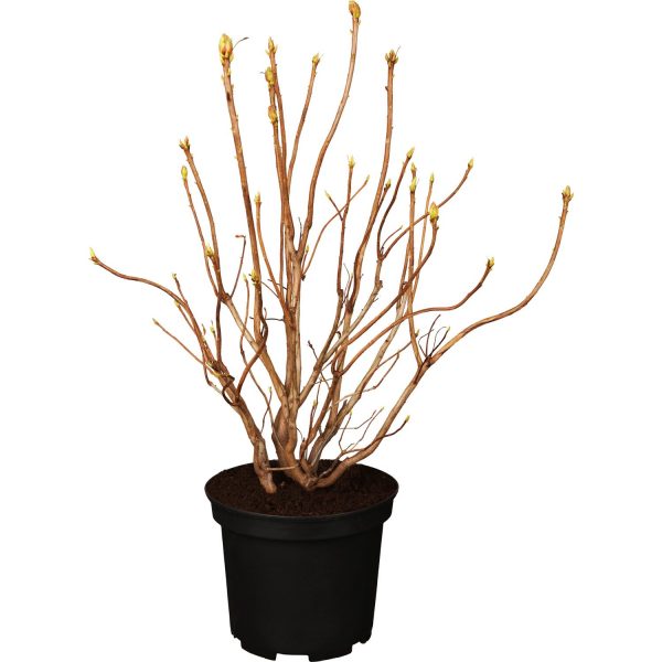 OBI Sommergrüne Azalee Golden Sunset Gelb Höhe 40 - 50 cm Topf ca. 5 l Azalea