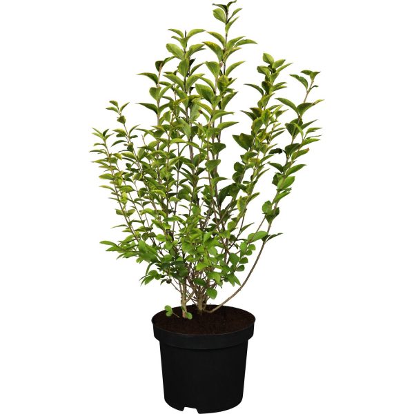 GROW by OBI Ovalblättriger Liguster Ligustrum ovalifolium