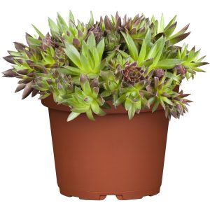 GROW by OBI Hauswurz Topf-Ø ca. 13 cm Sempervivum