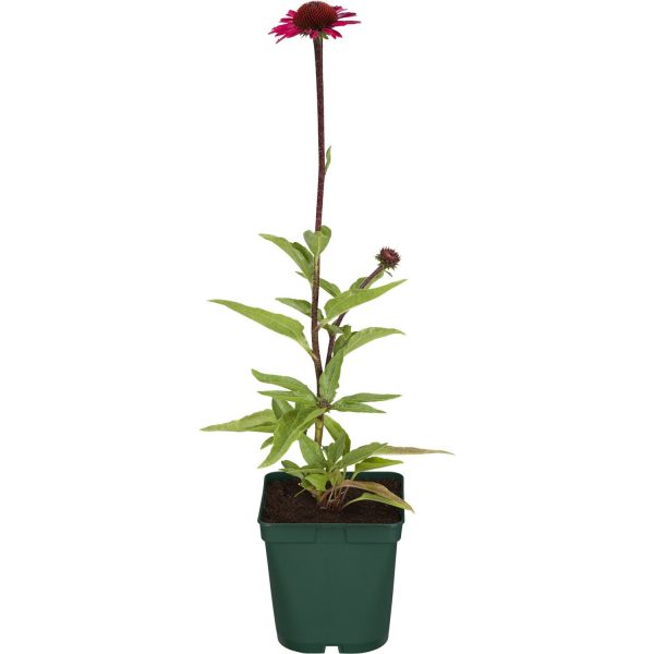 Purpursonnenhut Rot Topf-Ø ca. 9 cm x 9 cm Echinacea