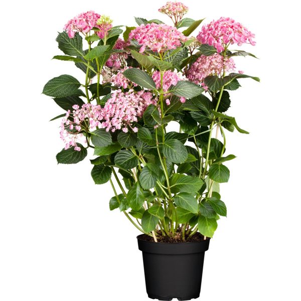 Ballhortensie Pink Annabelle Rosa Höhe ca. 30 - 40 cm Topf ca. 4