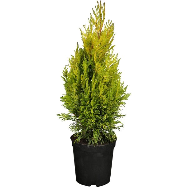 OBI Gelber Riesen-Lebensbaum 4ever Goldy Höhe ca. 20 - 30cm Topf ca. 2 l Thuja