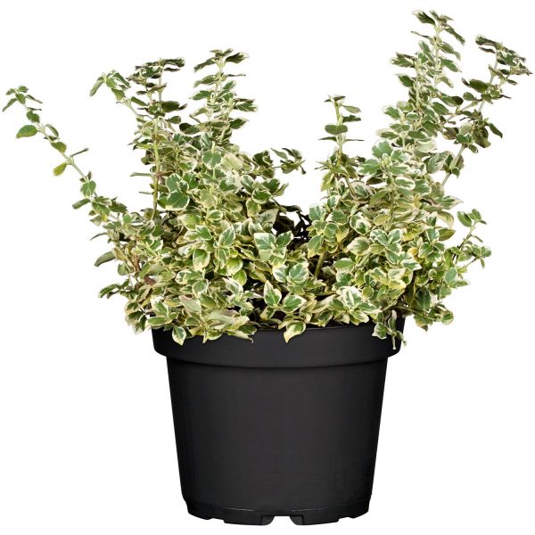 Weißbunte Kriechspindel Emerald Gaiety Topf-Ø ca. 9 cm Euonymus fortunei