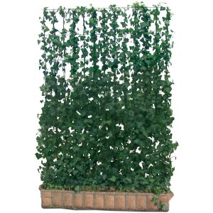 Efeu Hecke am laufenden Meter 180 cm hoch 120 cm breit Hedera helix Woerneri