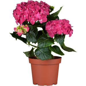 Bauernhortensie Pink Pop Rosa Höhe ca. 50 - 60 cm Topf ca. 5 l Hydrangea