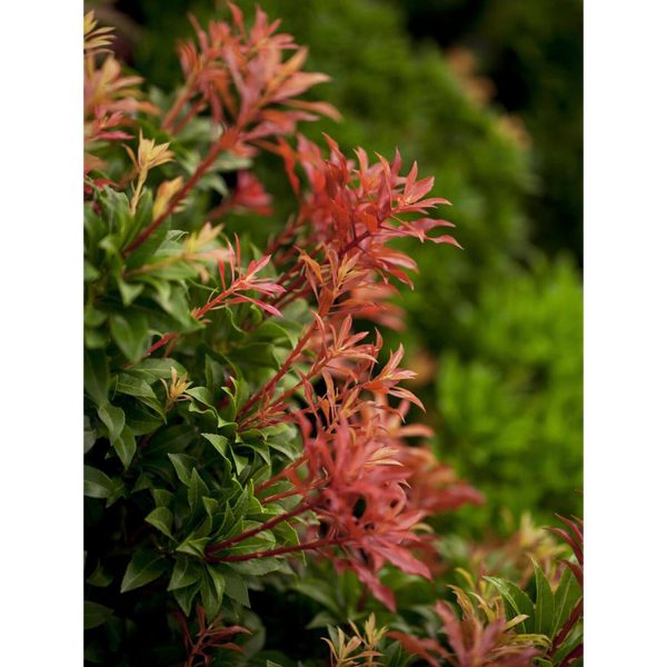 OBI Schattenglöckchen Mountain Fire Weiß Höhe ca. 10-20 cm Topf ca. 2 l Pieris