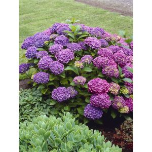 Bauernhortensie Deep Purple Dance Höhe ca. 50 - 60 cm Topf ca. 5 l Hydrangea