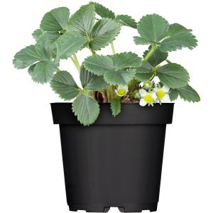 Monatserdbeere Topf-Ø ca. 9 cm x 9 cm Fragaria