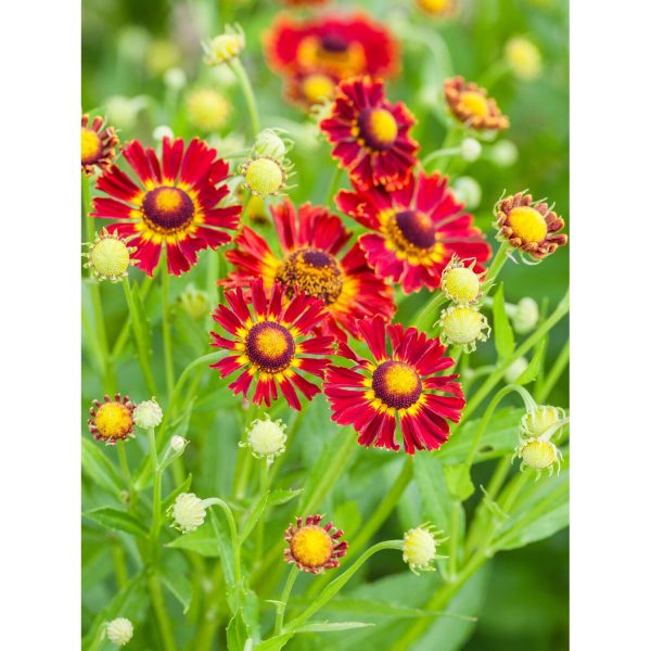 Garten-Sonnenbraut Moerheim Beauty Rot Topf-Ø ca. 9 cm x 9 cm Helenium