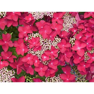 OBI Bauernhortensie Lady in Red Rot Höhe ca. 50 - 60 cm Topf ca. 5 l Hydrangea