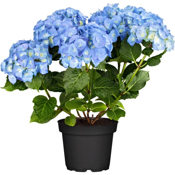 Bauernhortensie Blue Ballad Höhe ca. 30 - 40 cm Topf ca. 5 l Hydrangea