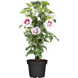 OBI Roseneibisch Rosa Höhe ca. 30 - 40 cm Topf ca. 3 l Hibiscus