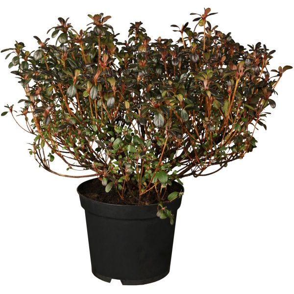 OBI Japanische Azalee Canzonetta Rot Höhe ca. 5 - 10 cm Topf ca. 2 l Azalea