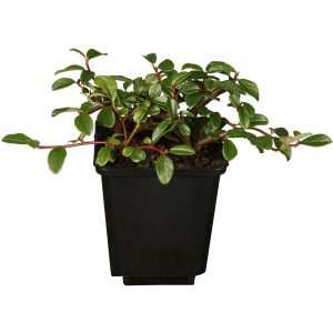 Teppichmispel Radicans Weiß Topf-Ø ca. 9 cm Cotoneaster dammeri