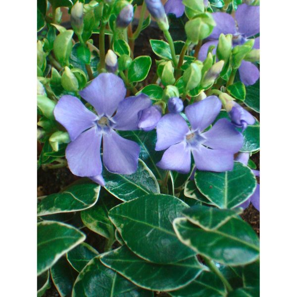 Immergrün Ralph Shugert Blauviolett Topf-Ø ca. 9 cm Vinca minor